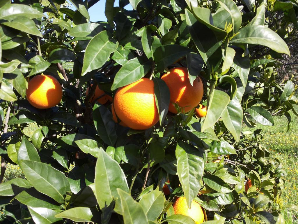 Agriturismo - B&B "La Funicolare" Francavilla Marittima Екстериор снимка