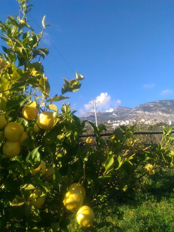 Agriturismo - B&B "La Funicolare" Francavilla Marittima Екстериор снимка